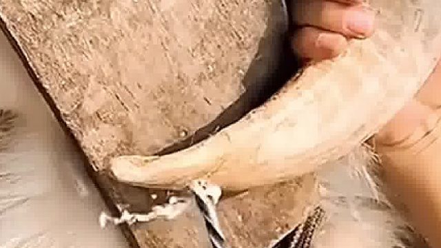 小羊犄角上打孔，有啥作用呢