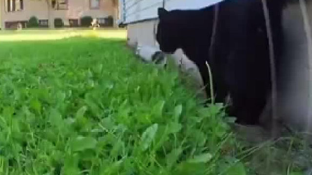 又是被拒绝的一天，跟着行猫记录仪一起体验下吧！