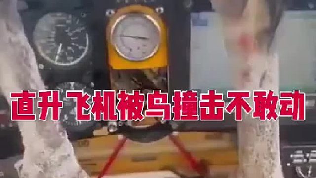 飞机遇到战斗鸡