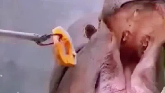 果然，一颗牙也会塞牙。河马：我不是人