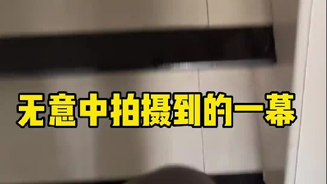 杀我别用小狗刀