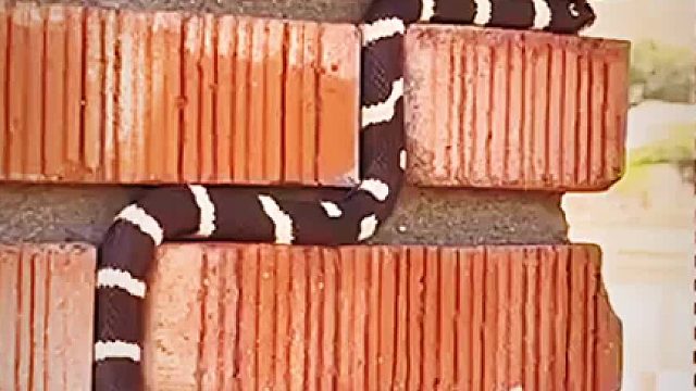 神奇的世界，真实版的贪吃蛇