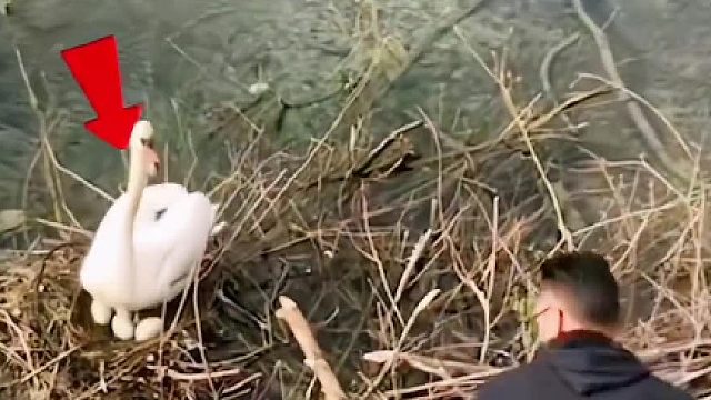 天鹅夫妻筑的巢不幸遇到涨水，危急天鹅宝宝，路过的好心人帮忙铺干草救援