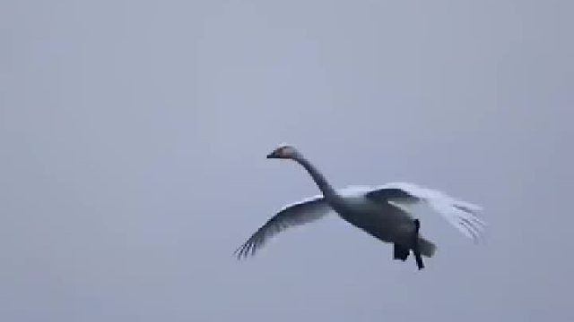天鹅降落水面全过程