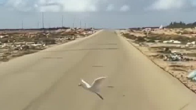 为了救白鸟果然把视频停掉，下车把猫头鹰撵走了，白鸟受轻伤 ！