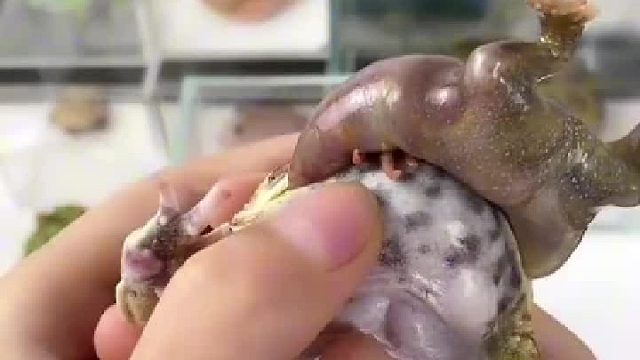 这玩意怎么繁殖的，