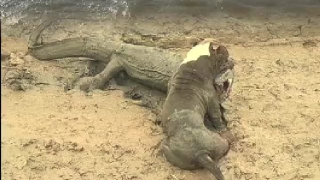 这小家伙勇气可嘉，太牛了