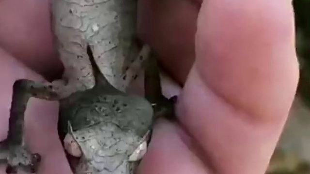 神奇的叶尾壁虎，长的像什么……