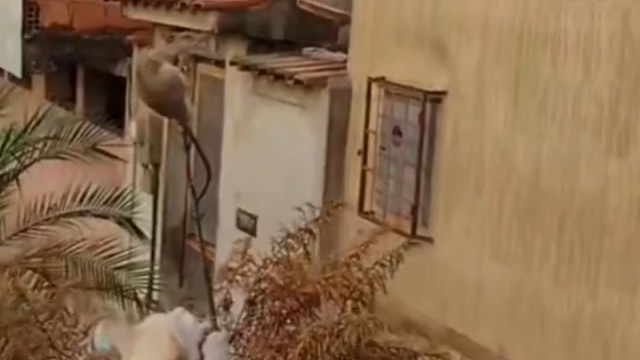 老鼠：此时此刻，我就是巅峰