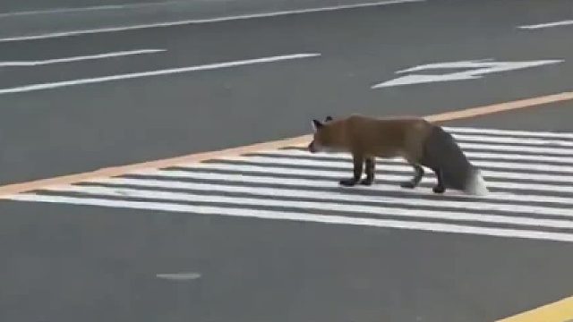 被狐狸盯上了的猫咪，机智的逃过了一劫……