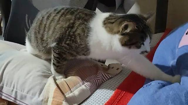 猫真的会看人的眼色