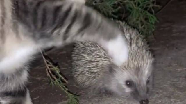 打它呀，你打它呀…