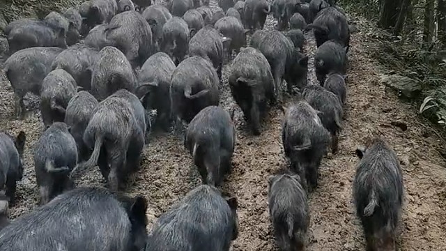 来一起放猪，猪肉管够