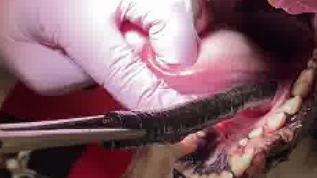 兽医从狗狗的嘴里，取出一根很长的木棍 很好奇它是怎么吞下去的