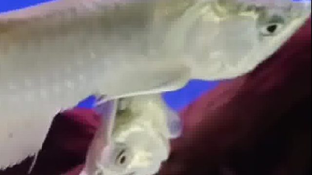 双头银龙鱼，世界上最稀有的鱼之一