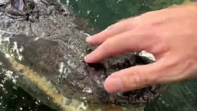 近距离观察鳄鱼的牙齿 鳄鱼的牙齿并没有想象中锋利 但鳄鱼的牙齿可以终生更换