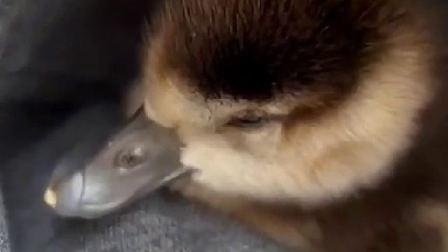 国外大叔在河岸边偶遇只奇特的丑小鸭，好心收养长大后还带来意外惊喜