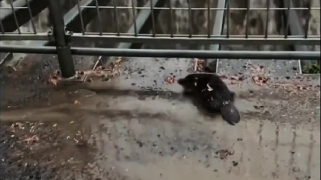 山洪拦住了鸭嘴兽回家的路借宿野保站一晚，没想到把这里当成了第二故乡，经常回来避风躲雨