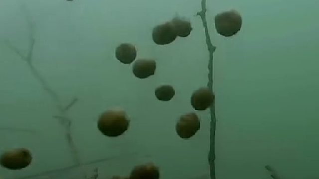 草鱼要比鲤鱼贼得多？