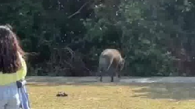 岛上的猪被喂成习惯，叼着游客的包就跑，厉害的是把包抢回来了