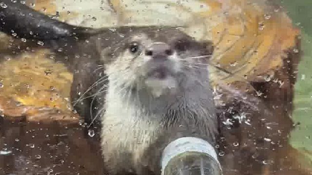 到底是谁还没有摸到这么可爱的小水獭呀