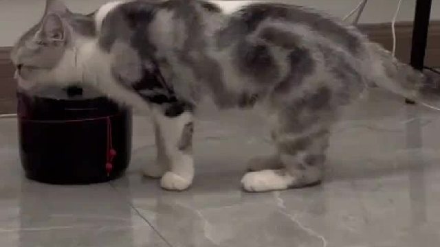 等会！谁发一张猫咪正常站着的图片给我