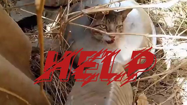 心痛！！猫咪竟被恶意塞进盆子里！#不爱请别伤害#猫咪#关爱流浪猫