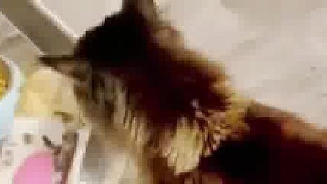 猫咪像一个赌气的小孩 就因为开饭前吵了它几句，结果自己跑阳台叼住一个空猫粮袋往自己碗里倒