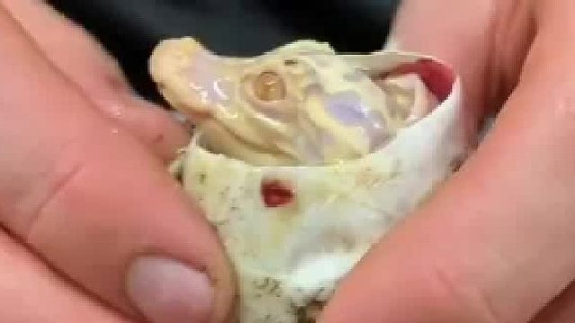 饲养员小姐姐发现小鳄鱼刚出生就得了罕见的白化病,精心照顾下带来意外惊喜