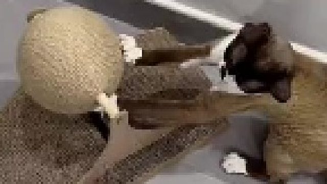 猫：哄你开心真容易