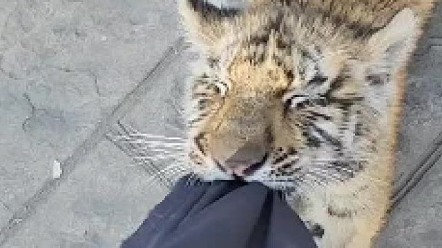 像极了小时候求着父母买辣条的你