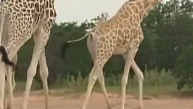 你还知道哪些动物身上的冷知识呢