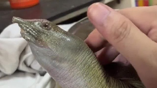 没能把鳖当宠物一定是因为我等级不够高……