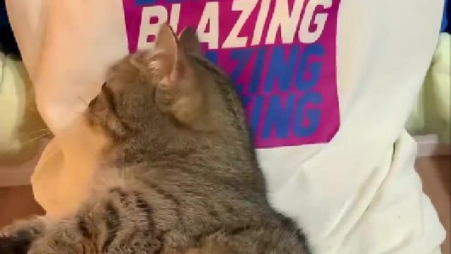 戏耍猫猫，手手短够不着