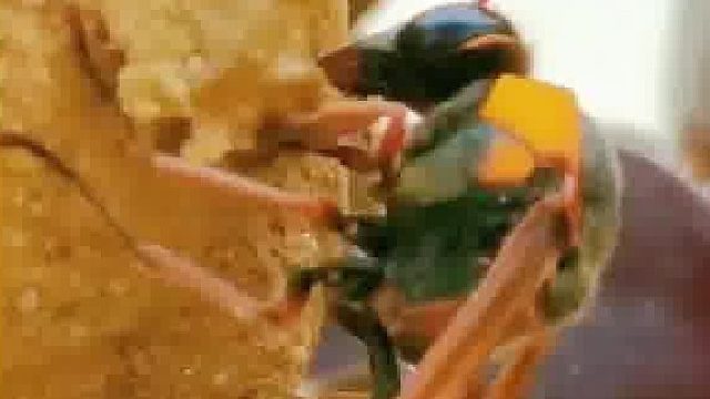 连昆虫都知道生孩子之前先有房子，许多人还不如它们