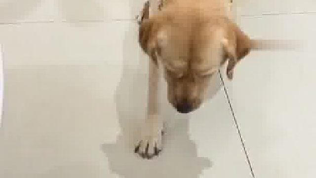 100斤的狗，99个心眼