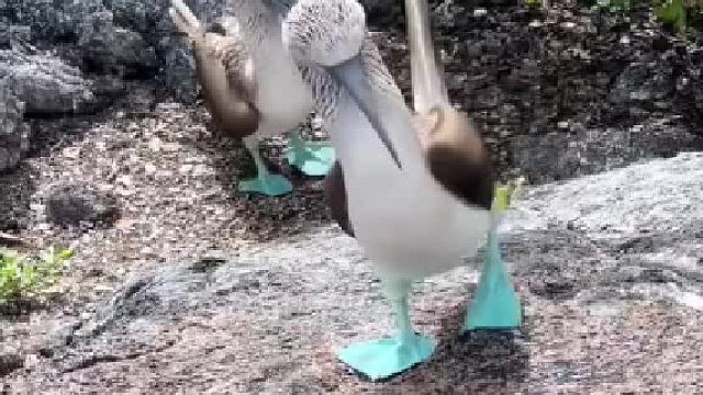 这鸟怎么憨憨的