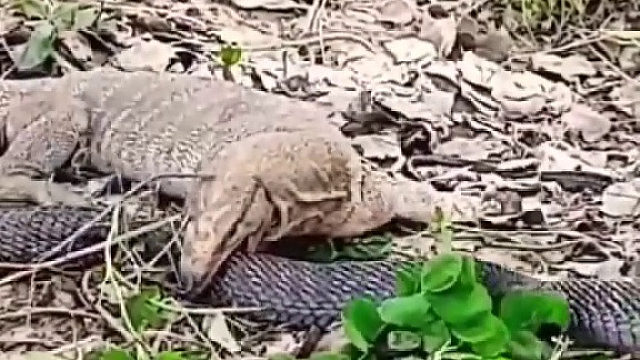 眼镜王蛇大战科莫巨蜥