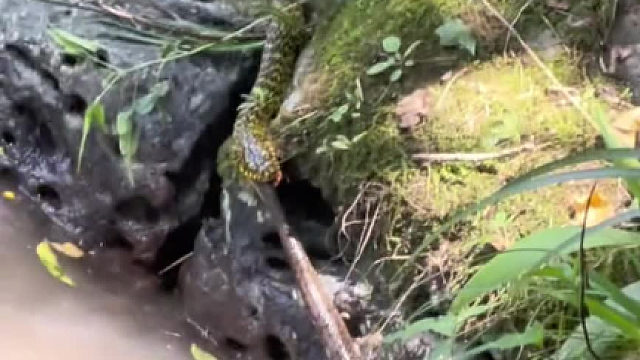 游泳遇到了蛇打蛇