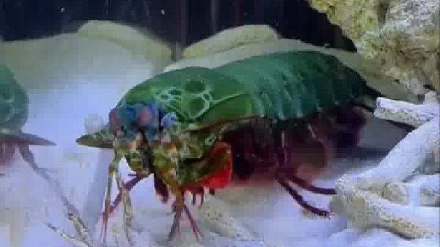 螃蟹大战小青龙