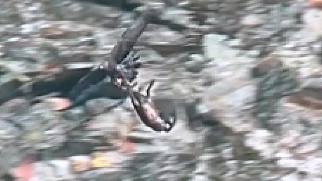 老鹰捕猎成年山羊