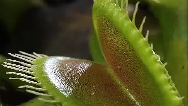 保护你的花园免受害虫的简单方法!