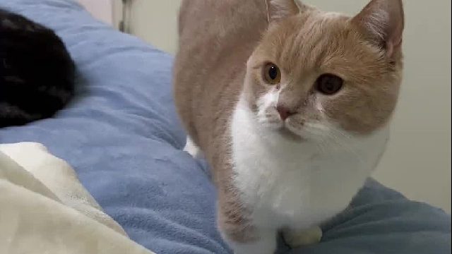 大哥的家庭“弟”位~