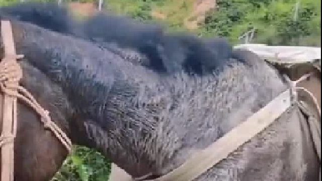 搞不懂这马主人是怎么想的