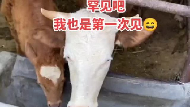 我想听牛叫然后你翻译