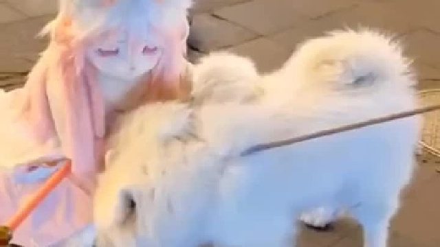 真想知道狗子内心的真实想法