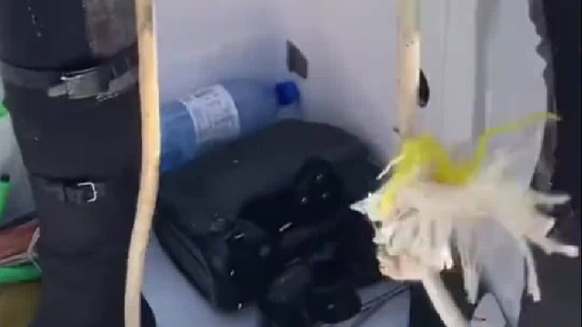 只有上钢丝了，这牙口不得了