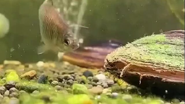 自然界的相互寄生