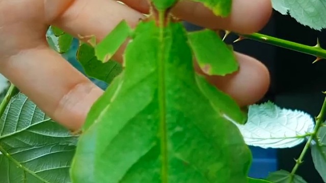 马来西亚巨叶䗛是伪装大师，就像一片片巨大树叶一样。