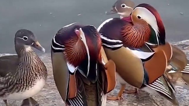 只羡鸳鸯不羡仙